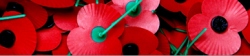 Poppy Appeal